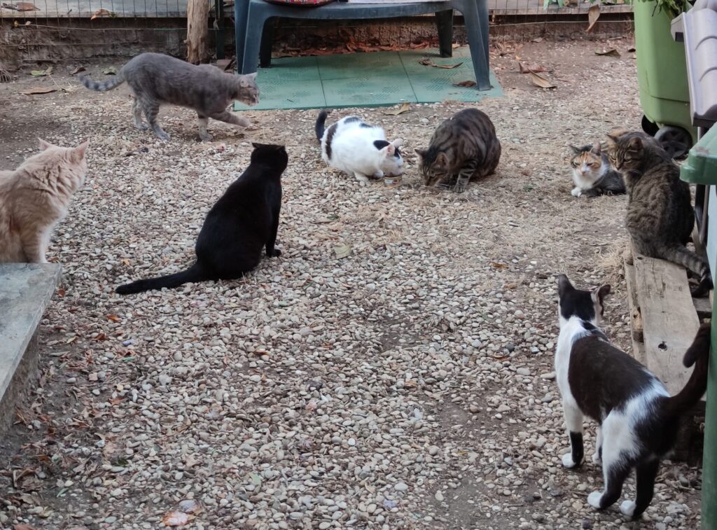 8 gatti in un giardino durante il giorno