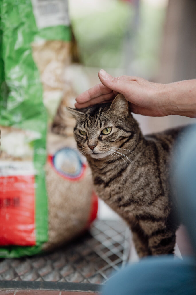 gatto tigrato dagli occhi verdi coccolato da un nostro volontario della onlus