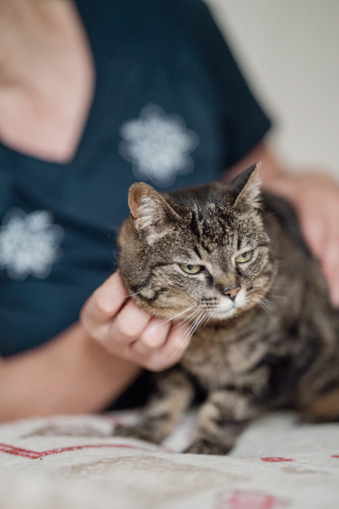 Felino tigrato rilassato, nel linguaggio dei gatti.