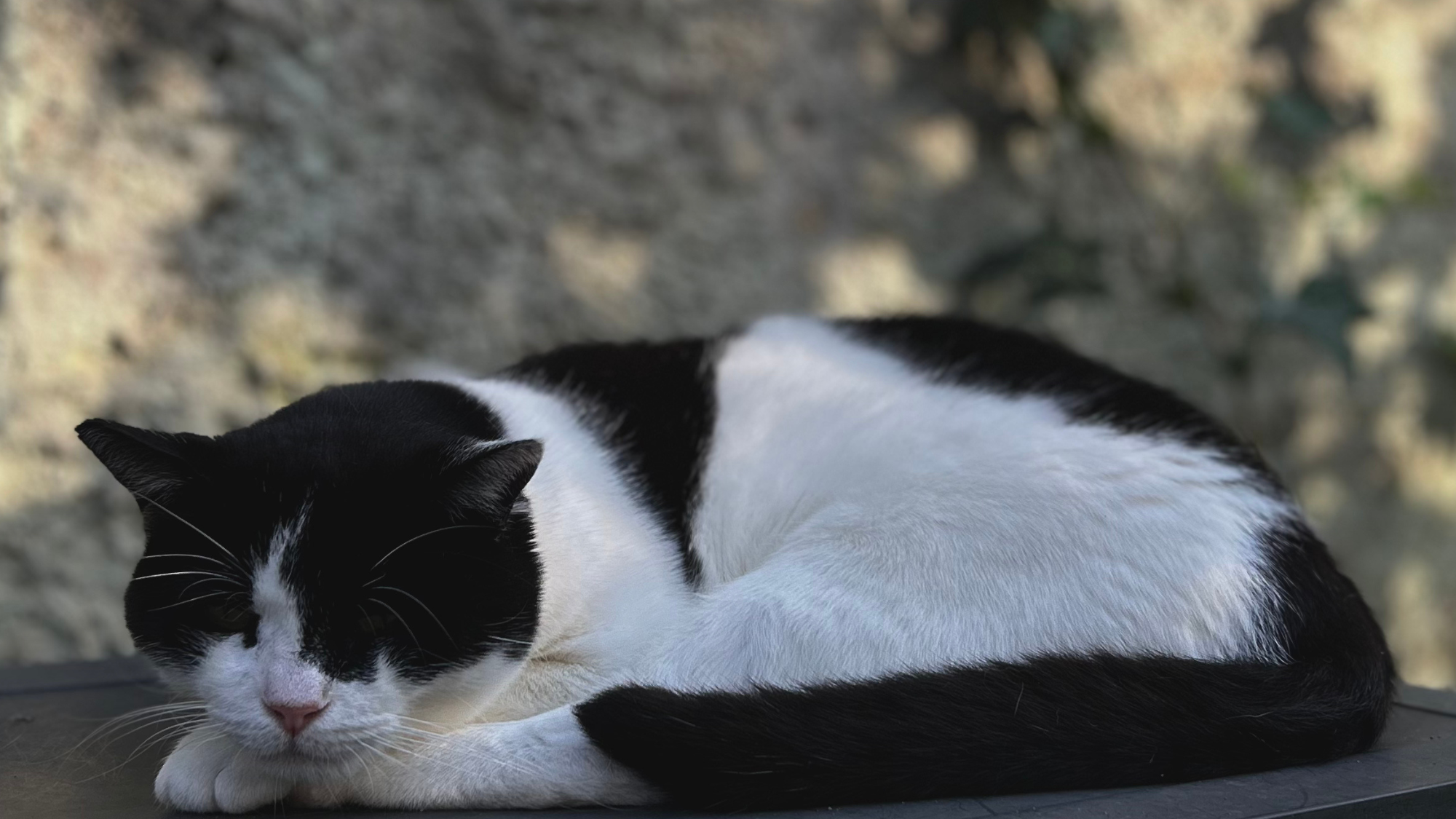 Gatto bianco e nero addormentato su una superficie all'aperto, associato al blog su esperienze, suggerimenti e cura dei gatti in cerca di adozione