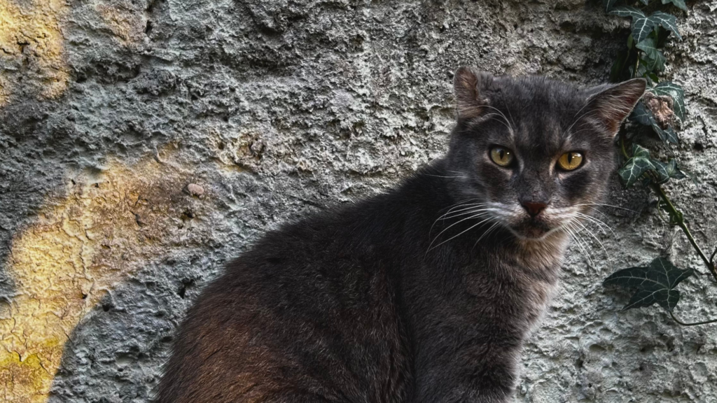 Gatto grigio con occhi gialli davanti a un muro di pietra, per rappresentare la sezione contatti di un sito dedicato ai gatti.