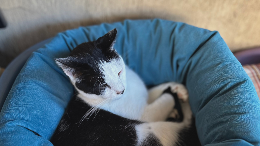 Gatto bianco e nero in una cuccia celeste che simboleggia il dono di cibo o materiale