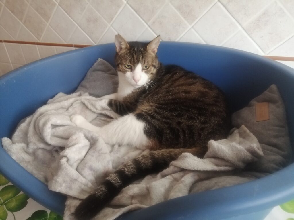 Romeo, gatto sdraiato nella sua cuccia blu